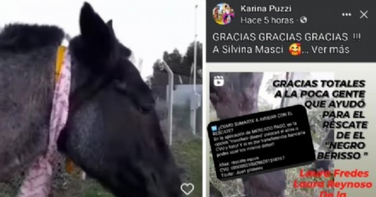 El equino se encontraba en la propiedad, cercado con alambrado lindero a su casa.