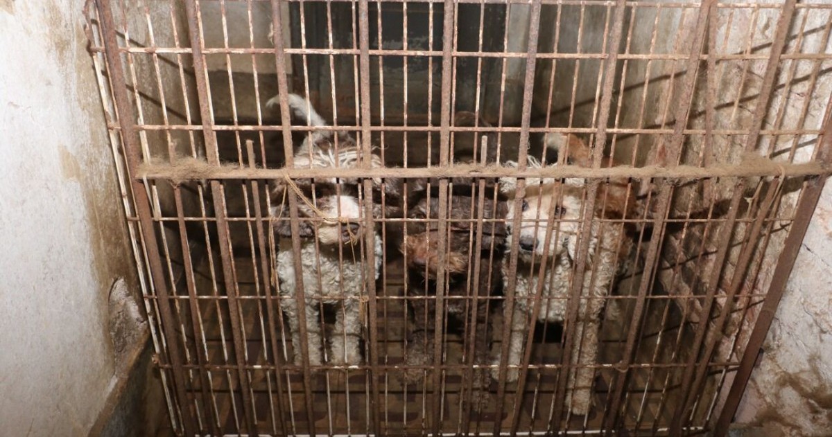 En la Ciudad de Buenos Aires rescataron a 20 perros y otras especies en un criadero ilegal