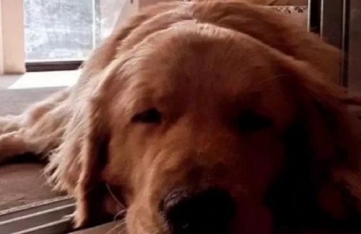 Denuncian un envenenamiento masivo de perros en Magdalena