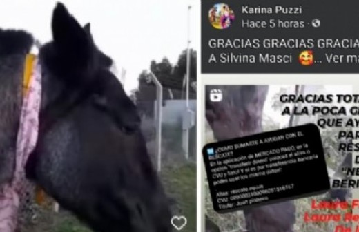 Robaron un caballo en Berisso, lo publicaron en redes como "rescatado" y pedían donaciones