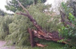 Tras el temporal, la Municipalidad salió a la calle a ayudar a los vecinos